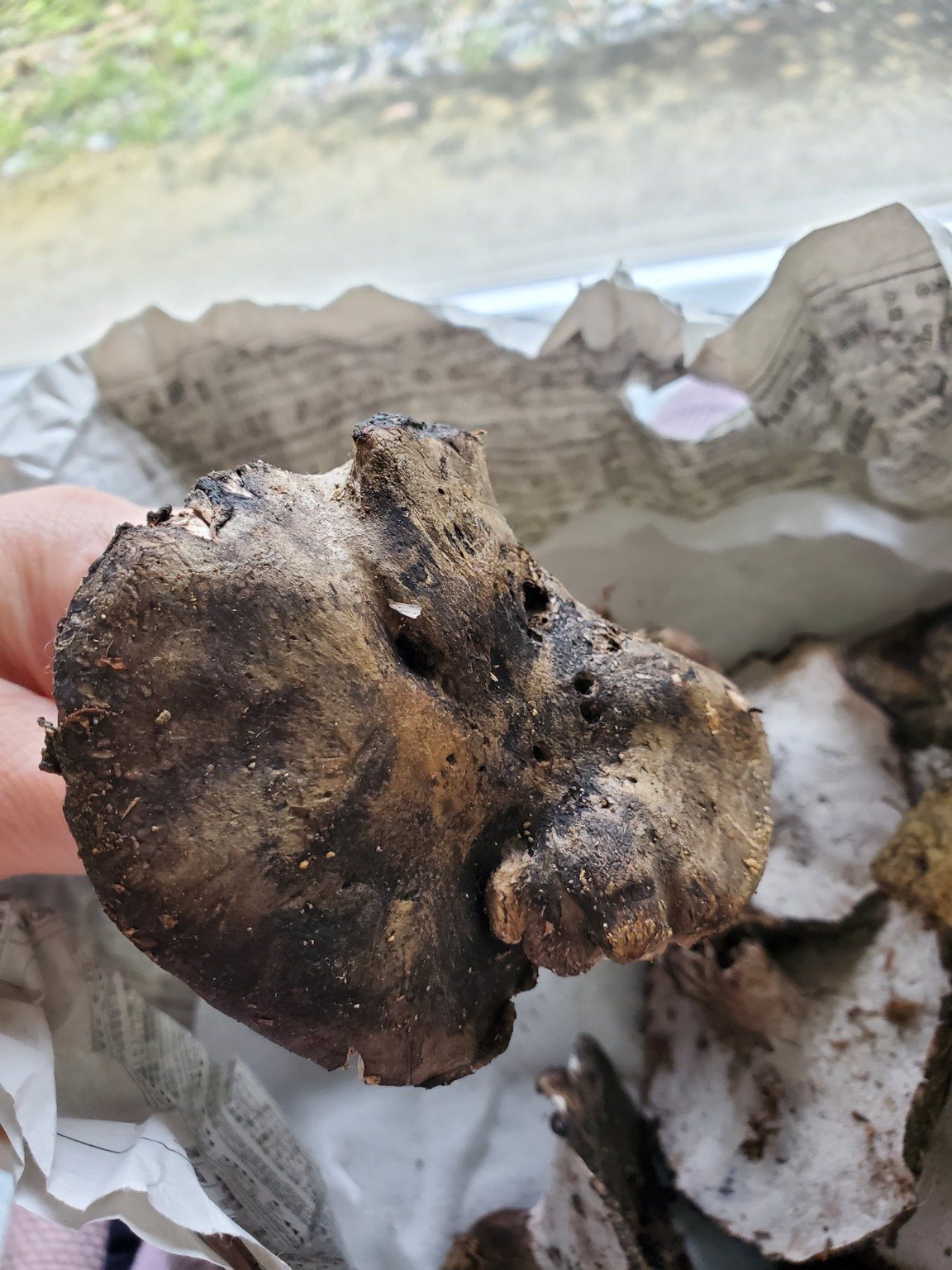 幻のきのこ「ウシビテ（クロカワ）」